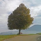 Lindenbaum im Herbstkleid