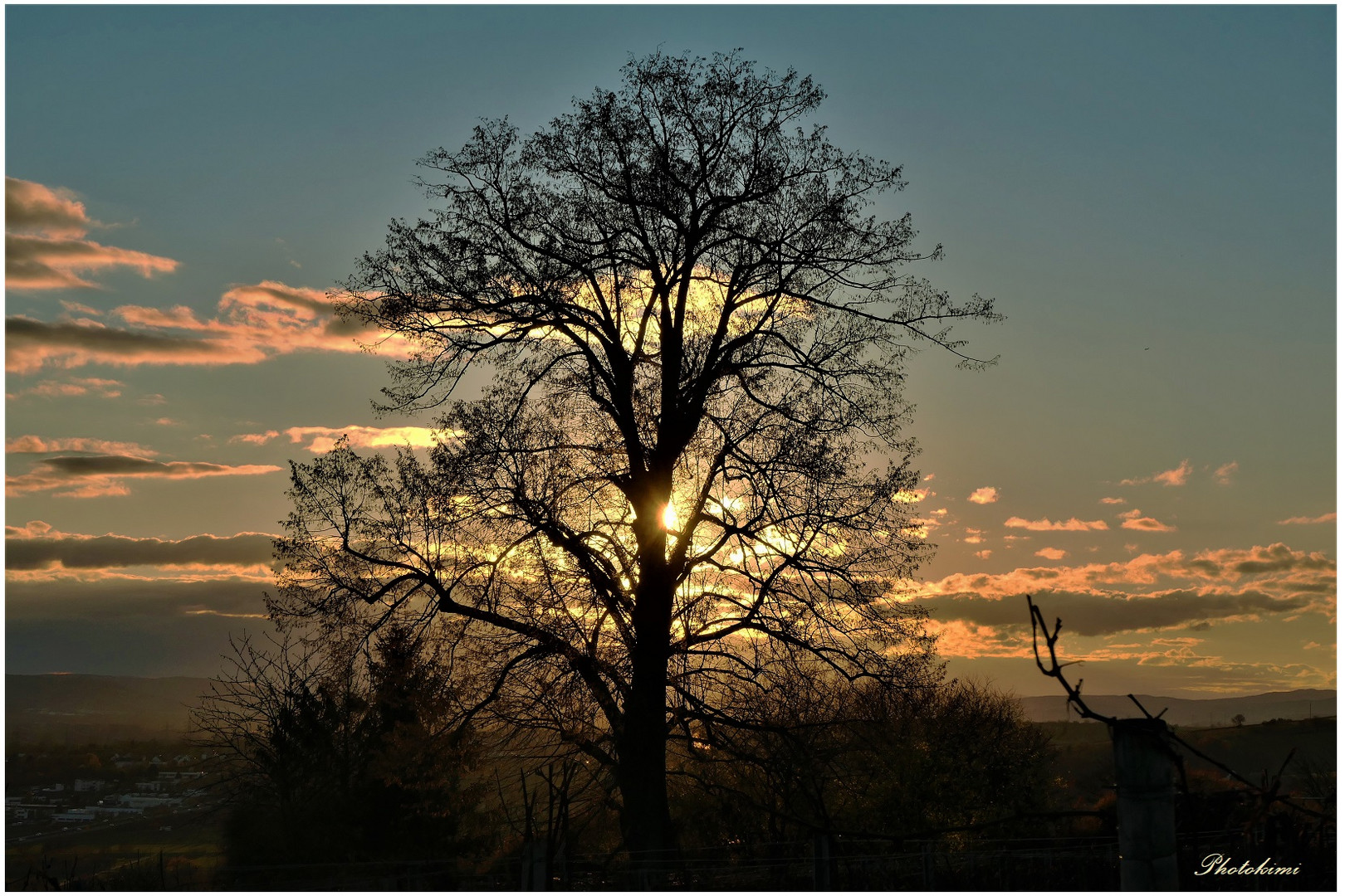 Lindenbaum in der Abendsonne