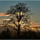 Lindenbaum in der Abendsonne