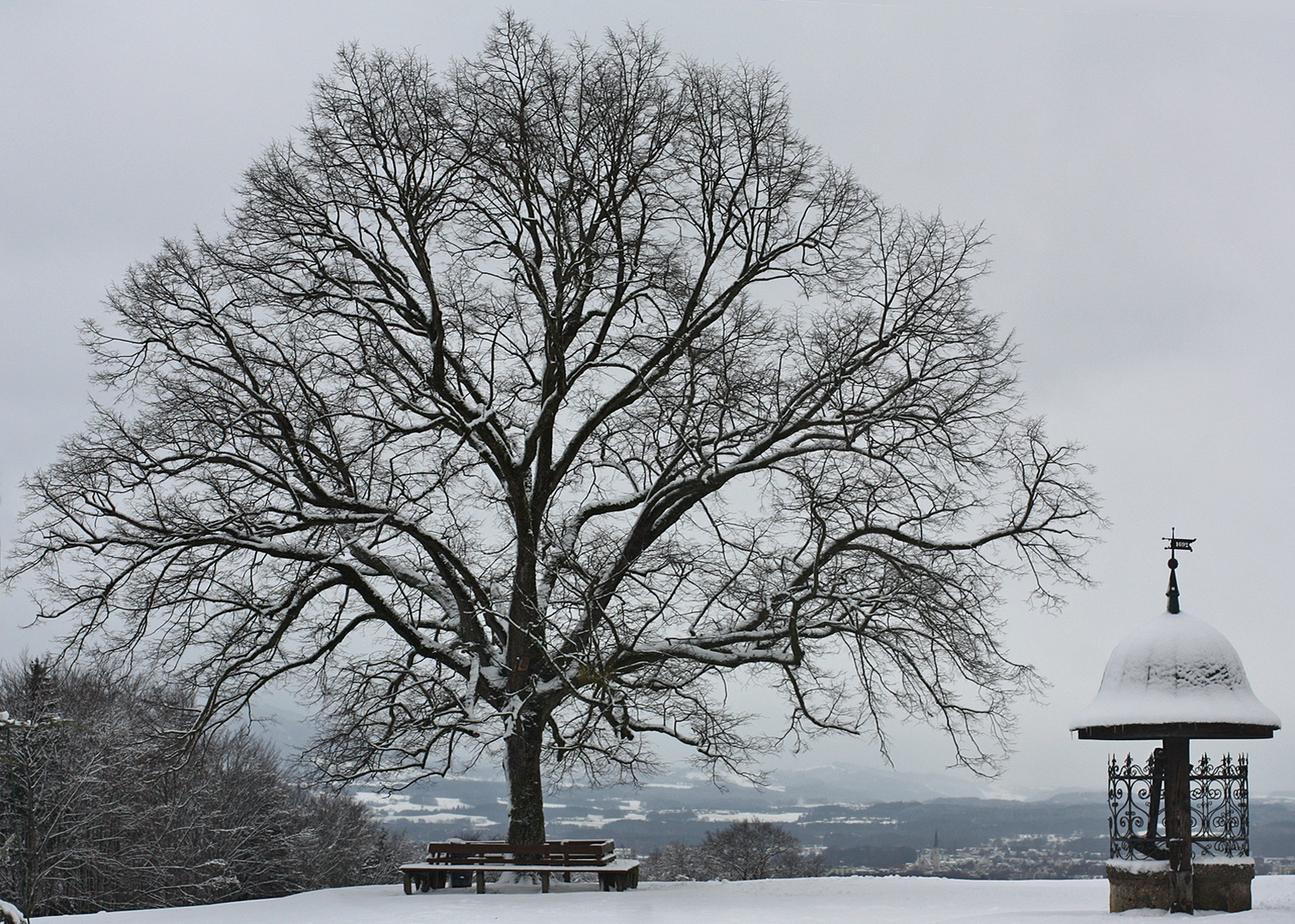 Lindenbaum in Maria Plain bei Salzburg Foto & Bild | jahreszeiten ...