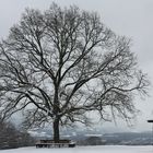 Lindenbaum in Maria Plain bei Salzburg