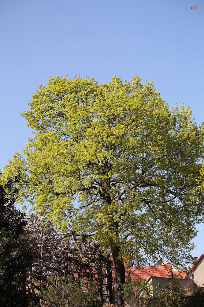 Lindenbaum in voller Blüte