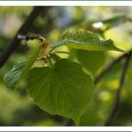 Lindenbaum-Traum