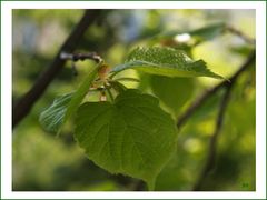 Lindenbaum-Traum