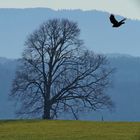 Lindenbaum und Rabenkrähe