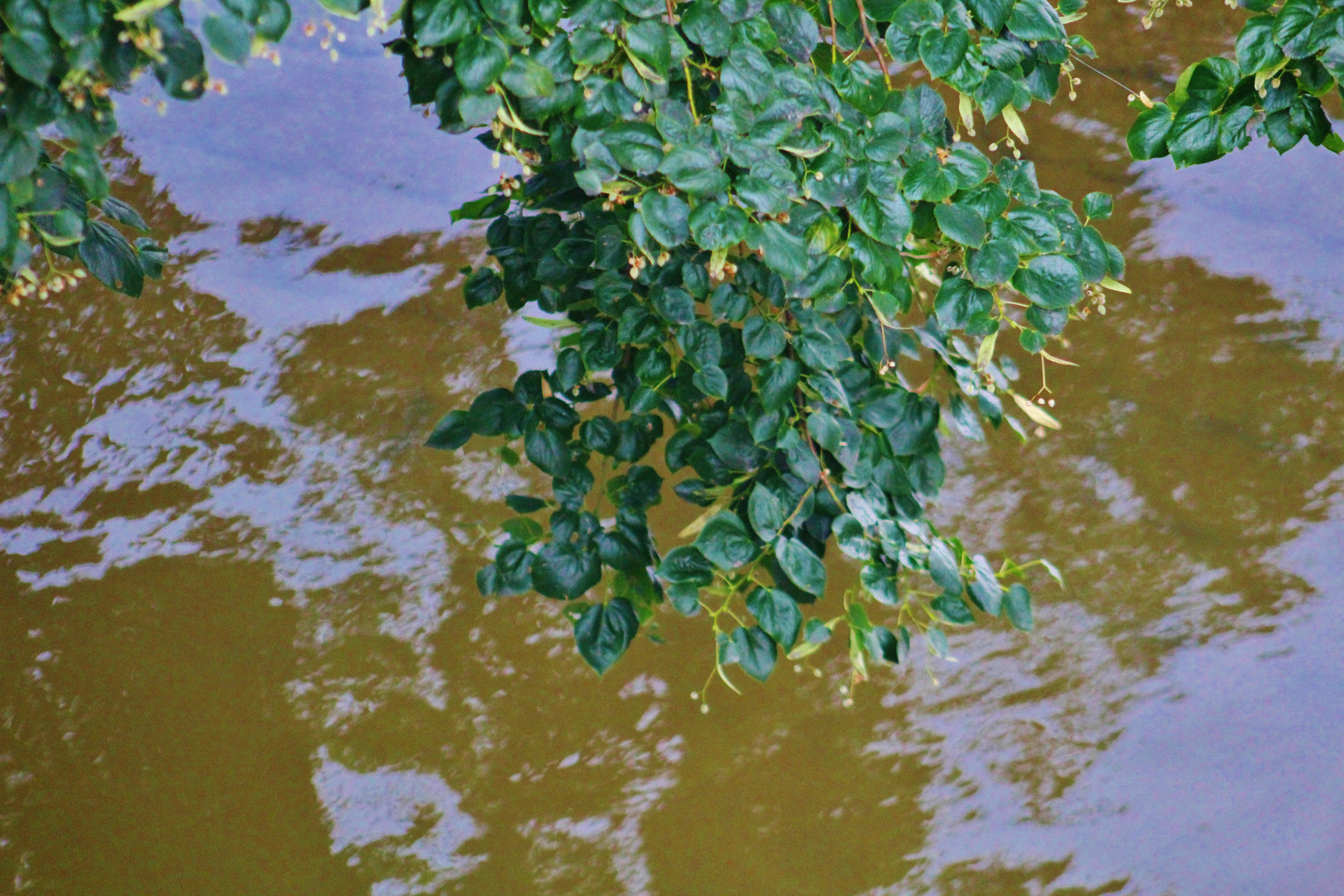 Lindenbaumzweige und Blüten 