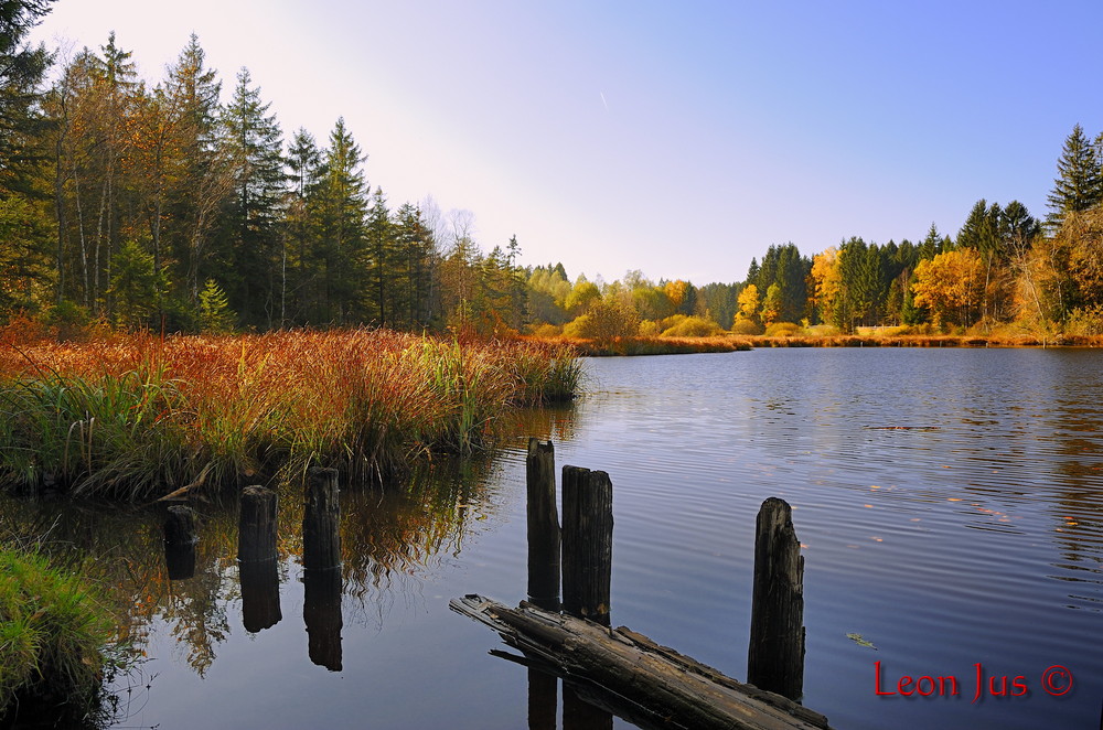 Lindenberg; Waldsee; Herbststimmung