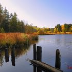 Lindenberg; Waldsee; Herbststimmung