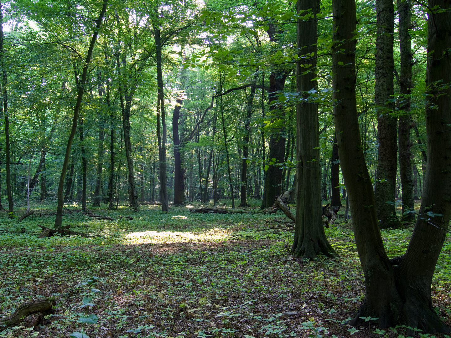 Lindenberger Wald