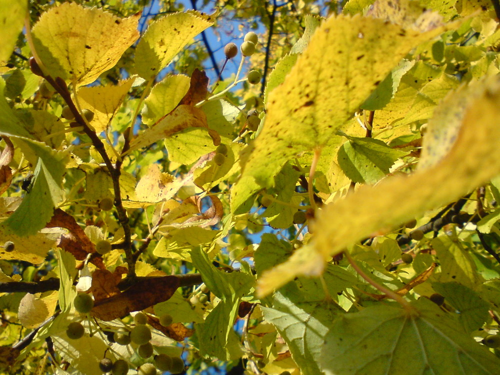 Lindenblätter im Herbst