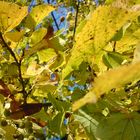 Lindenblätter im Herbst