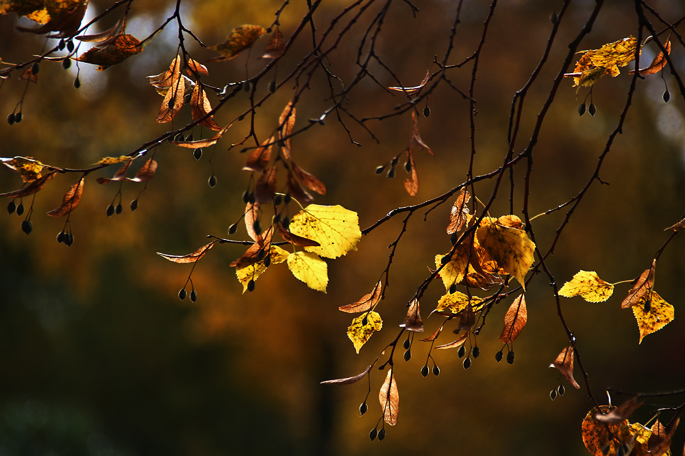 Lindenblätter im herbstlichen Gegenlicht