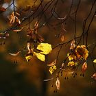 Lindenblätter im herbstlichen Gegenlicht