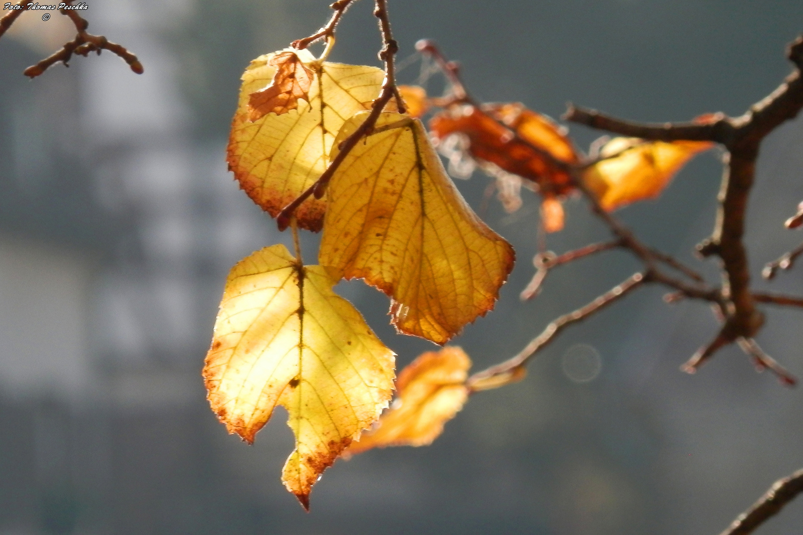 Lindenblätter im herbstlichen Licht