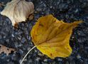 Herbst