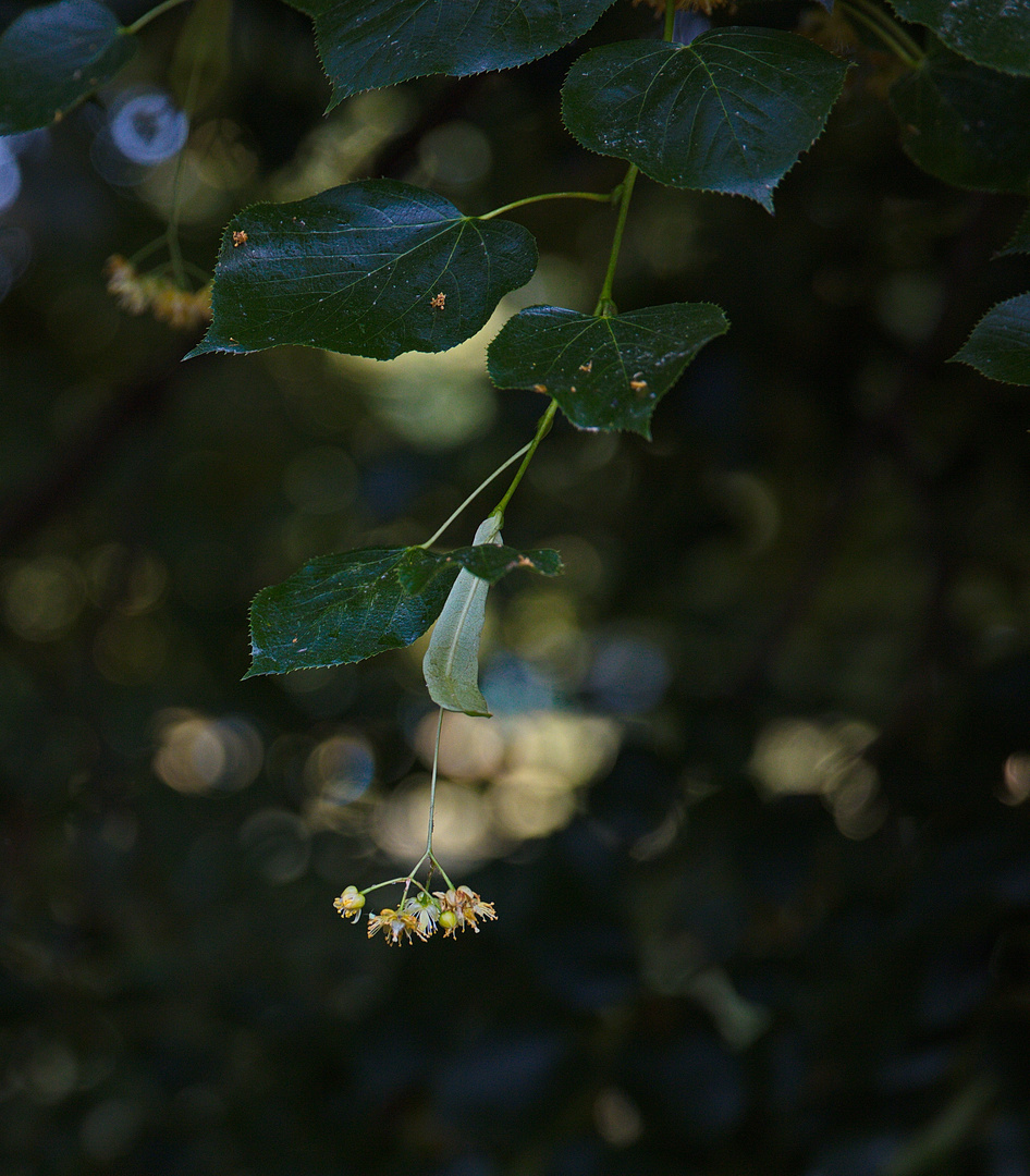 Lindenblüte