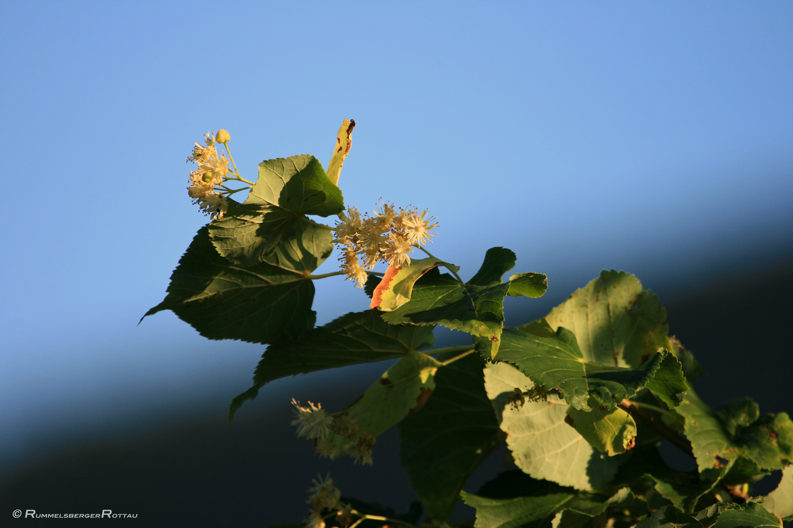 Lindenblüte