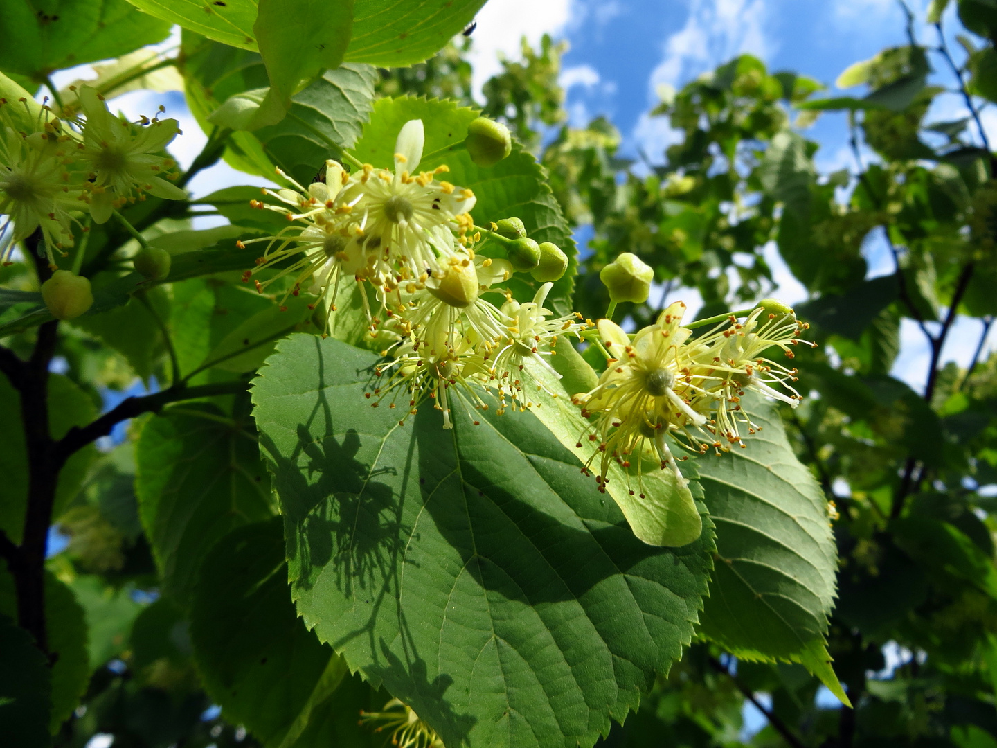 Lindenblüte