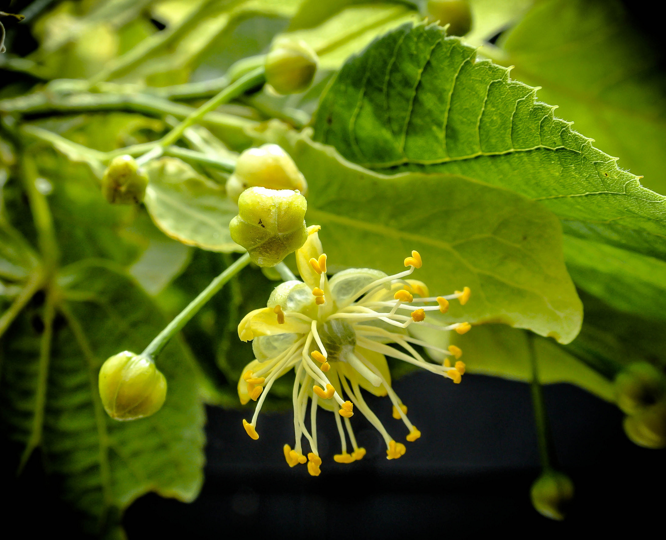 Lindenblüte Foto & Bild | pflanzen, pilze & flechten, bäume, blatt & blüte Bilder auf fotocommunity