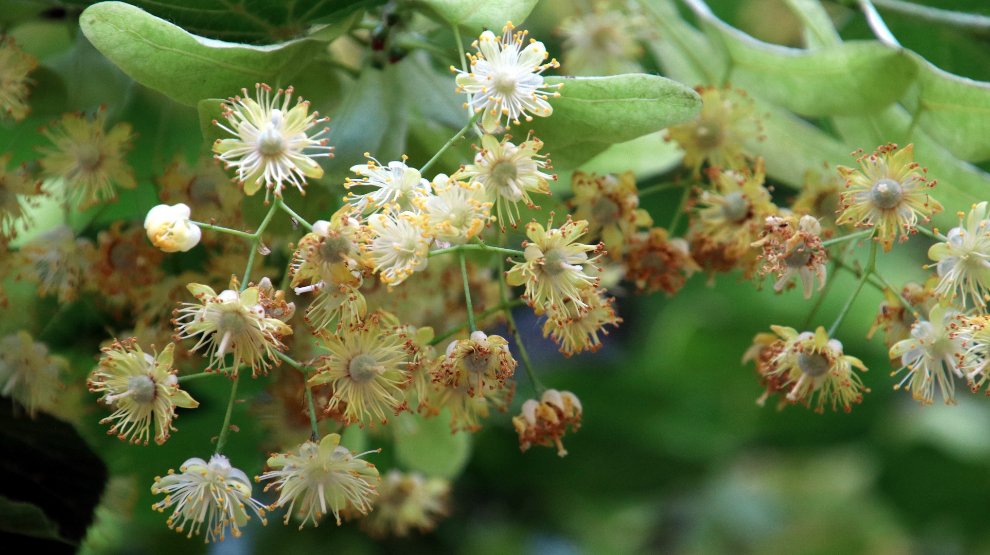 Lindenblüte...