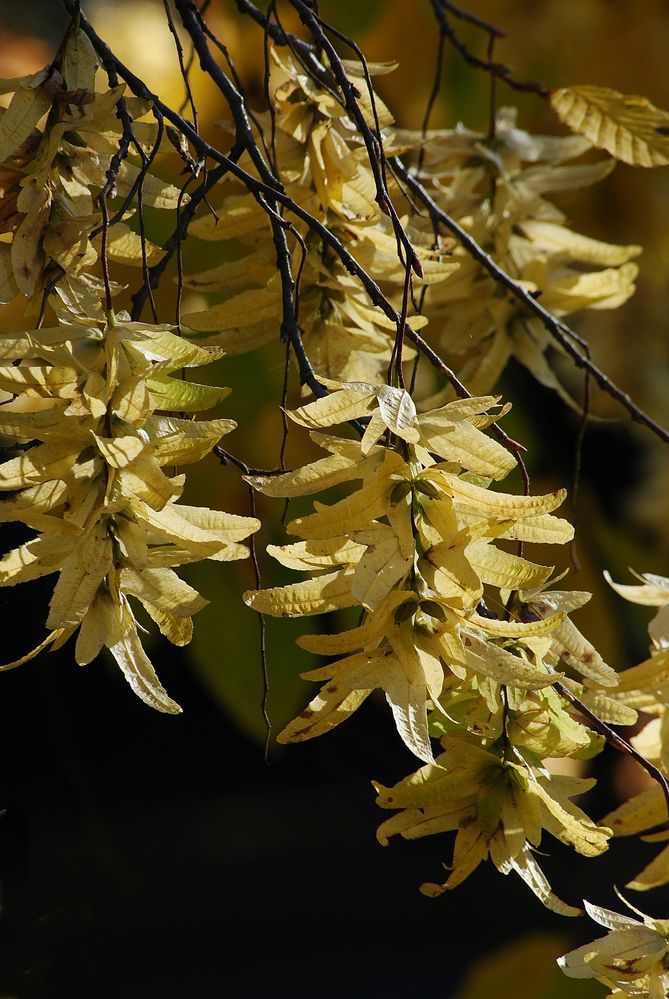 Lindenblüten