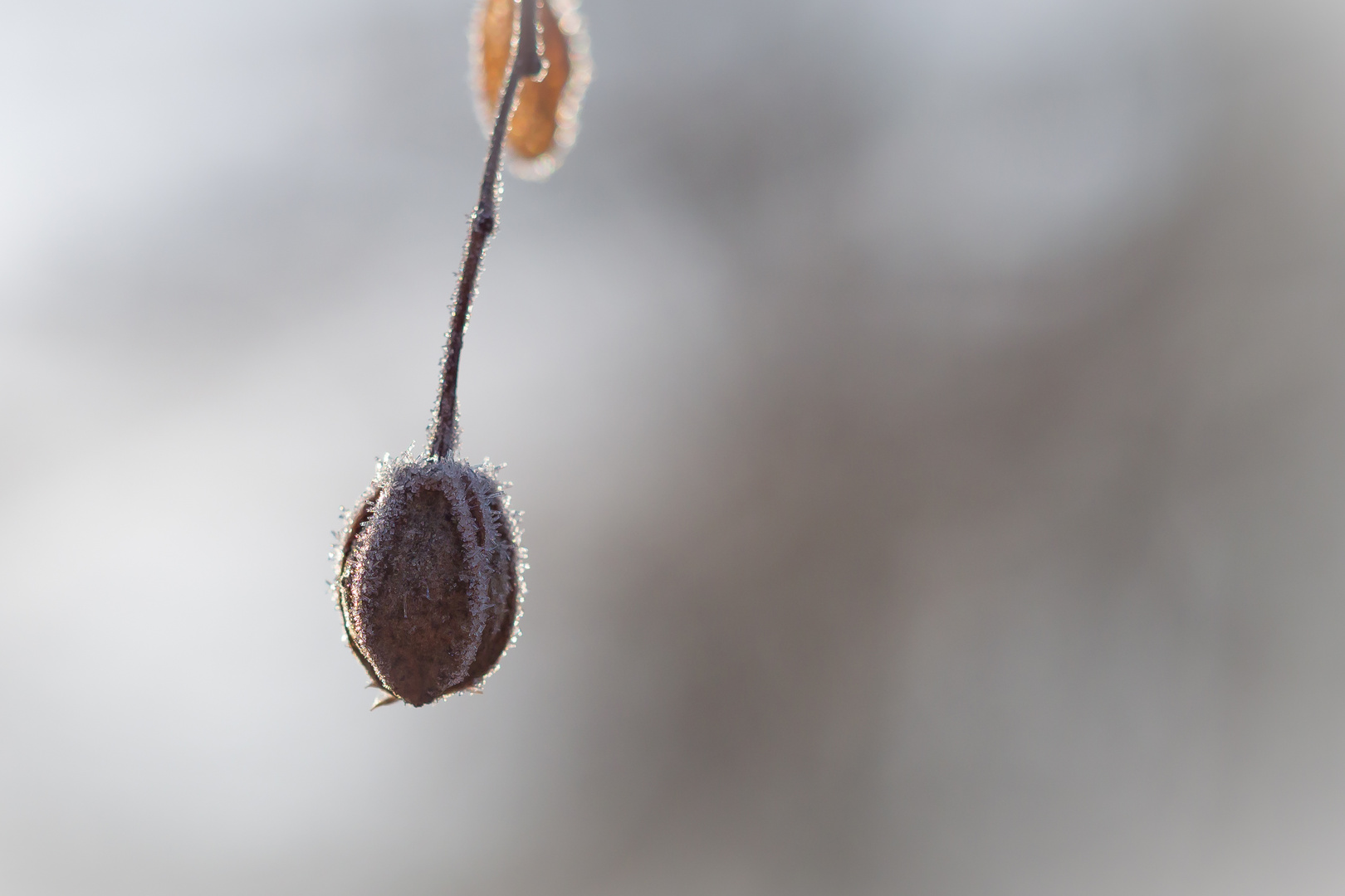 Lindenfrucht