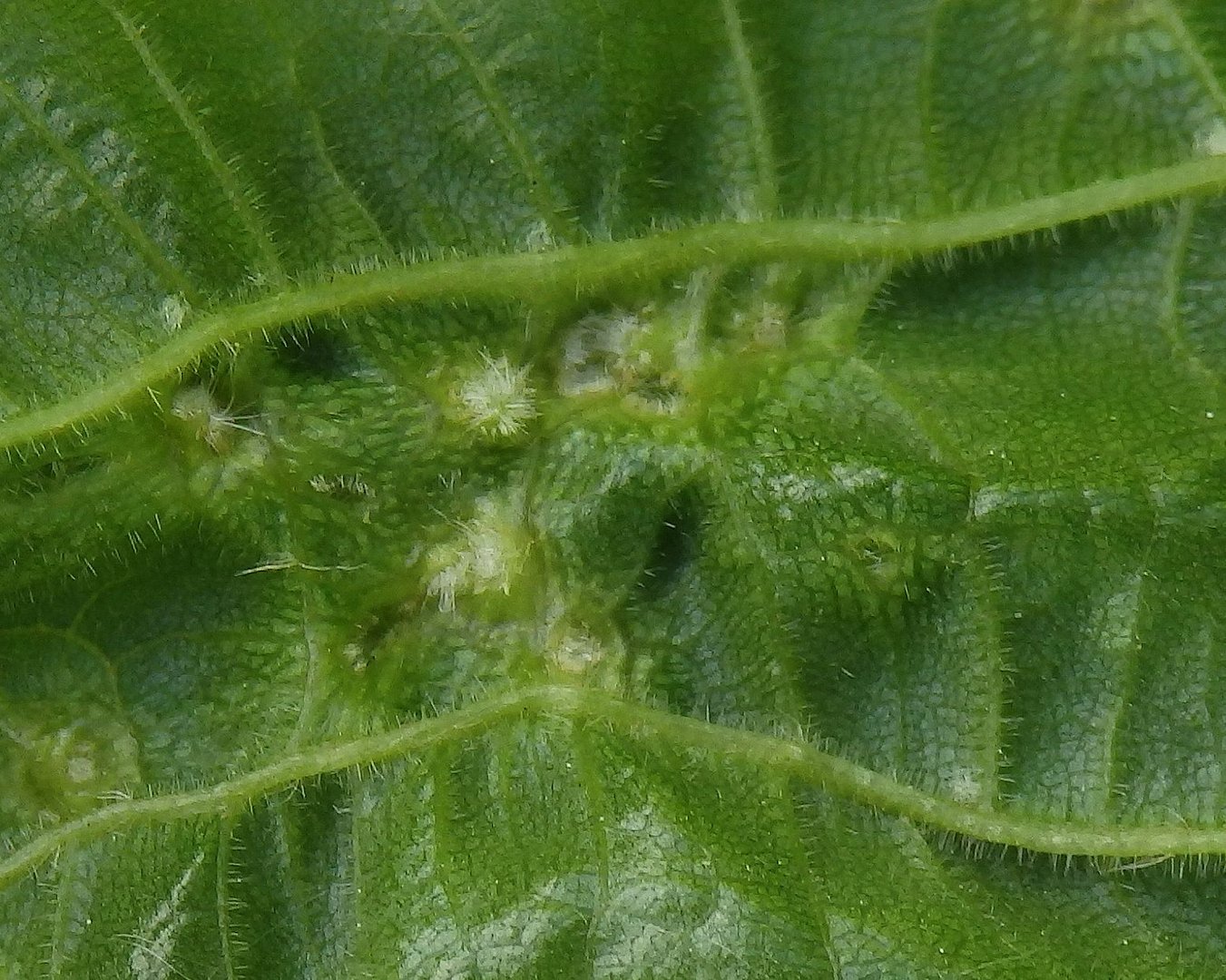 Lindengallmilbe (Eriophyes tiliae) - Blattunterseite
