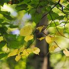 Lindenlaub im September