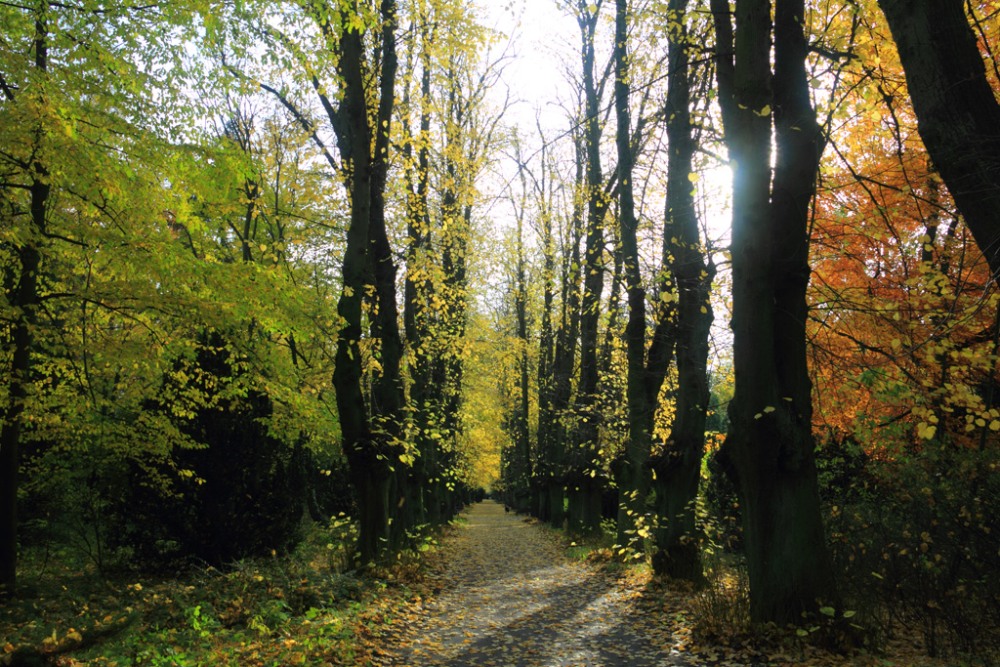 Lindenpark im Herbst