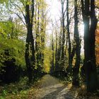 Lindenpark im Herbst