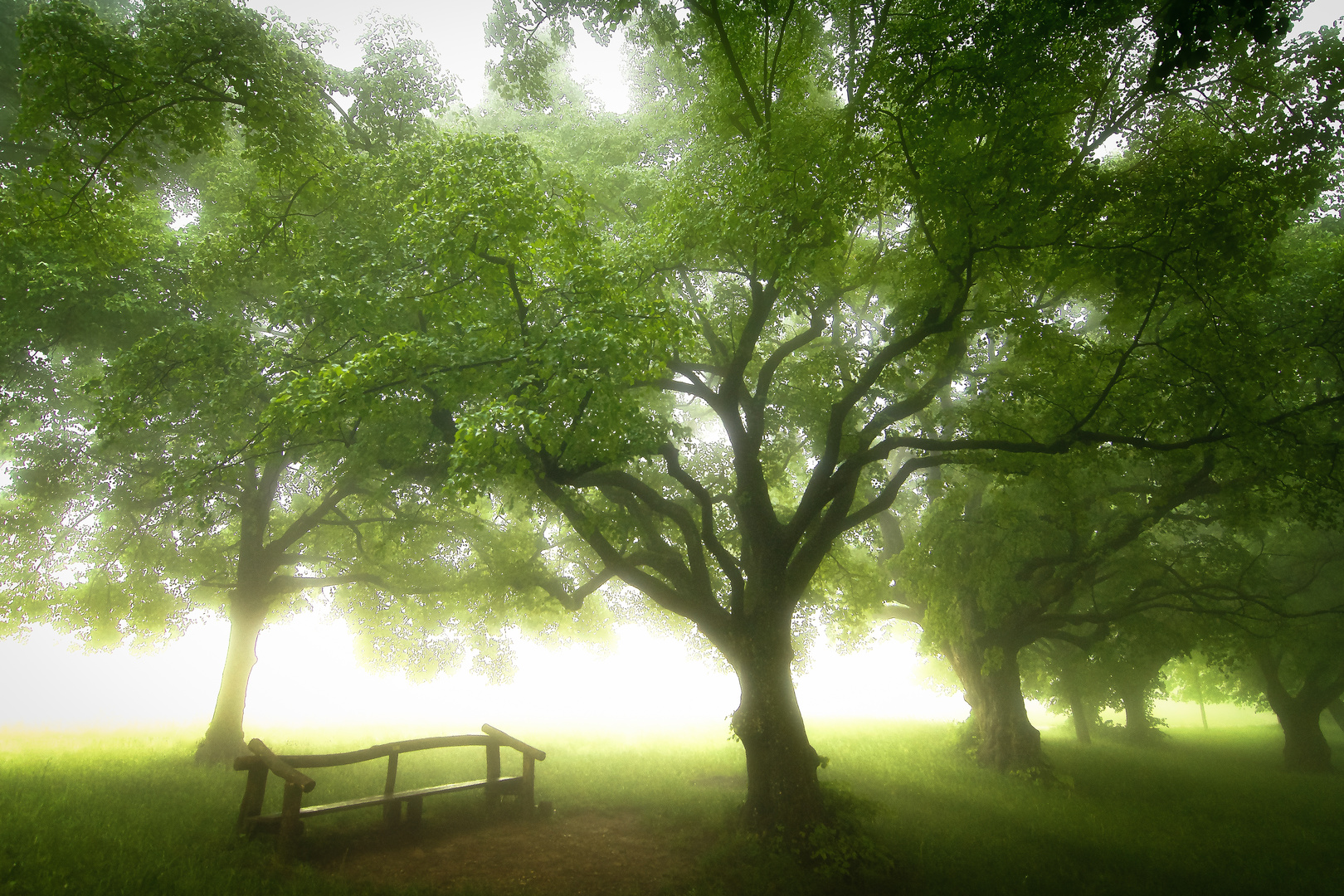 Lindenplatz im Nebel