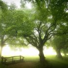 Lindenplatz im Nebel