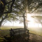 Lindenplatz im Nebel