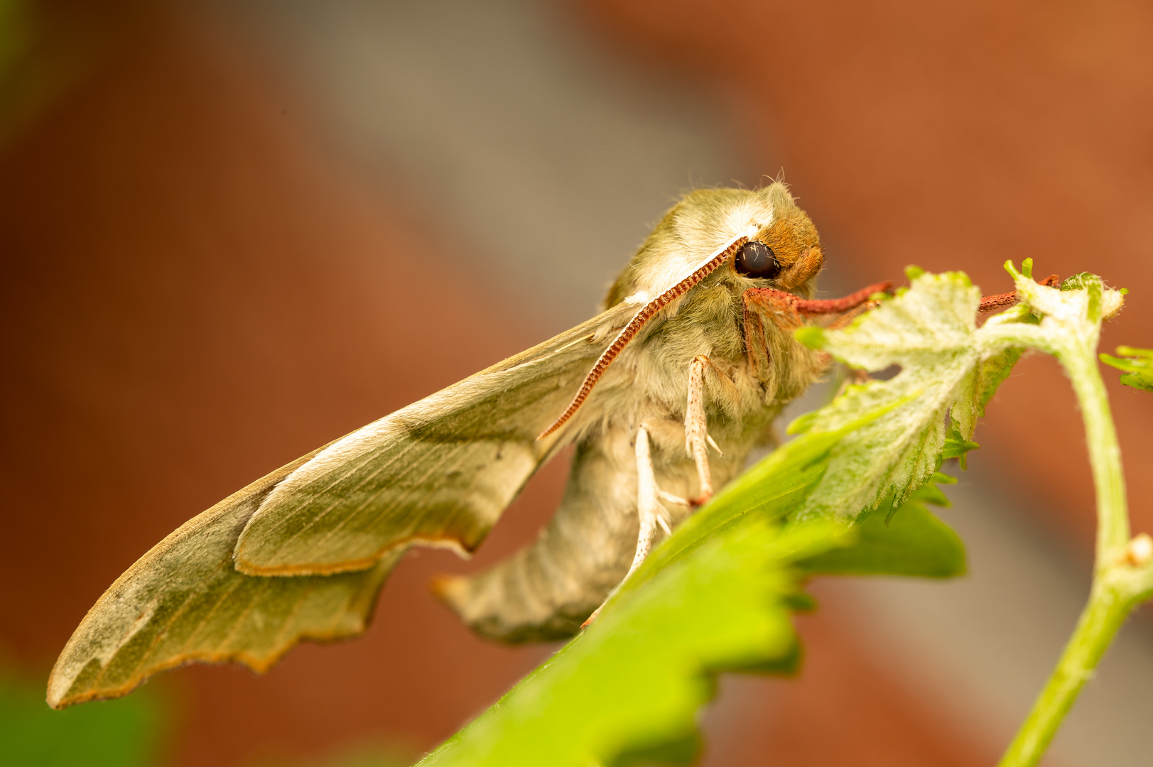 Lindenschwärmer Mimas tiliae