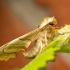 Lindenschwärmer Mimas tiliae