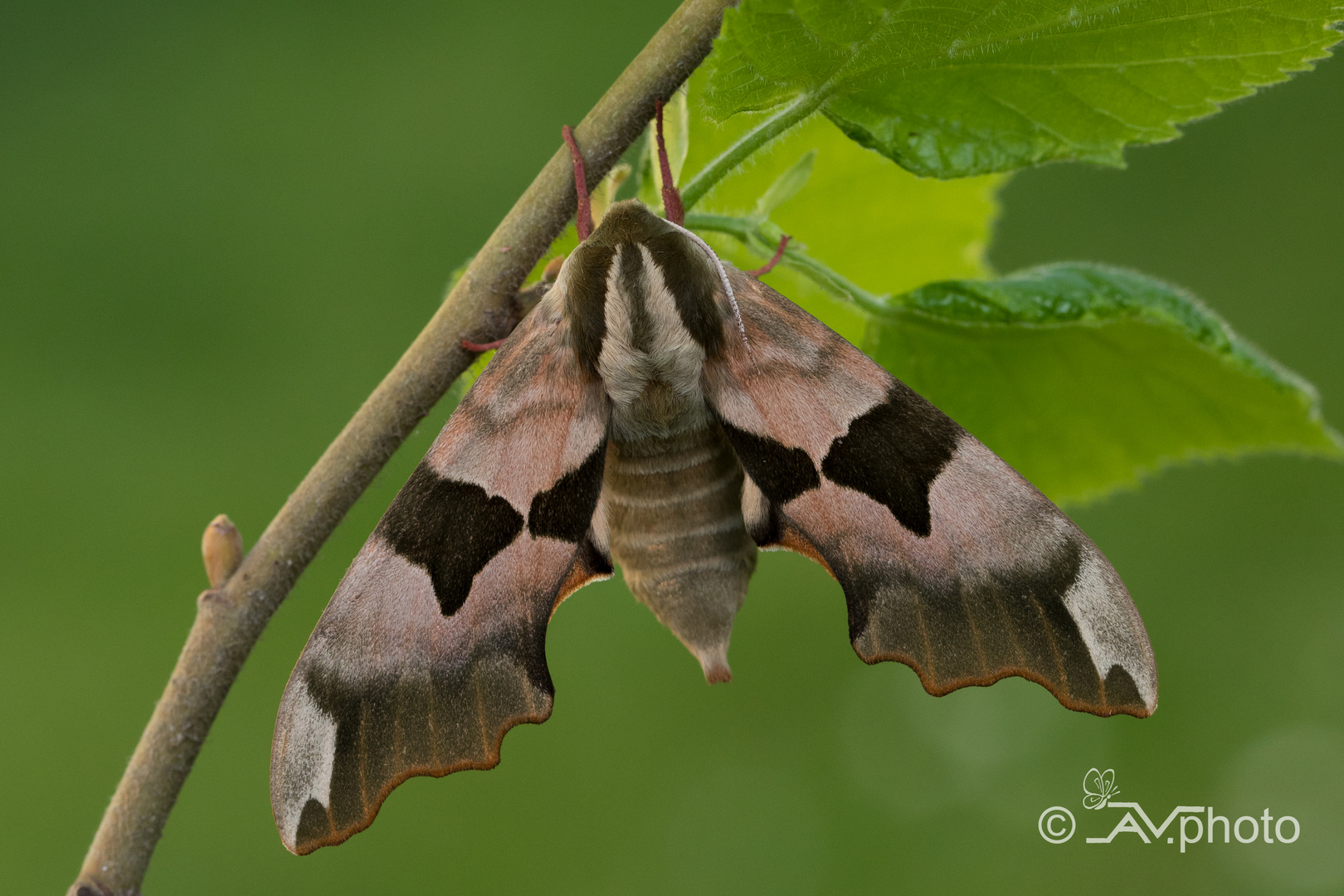 Lindenschwärmer Weibchen  ( Mimas tiliae ) 