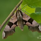 Lindenschwärmer Weibchen  ( Mimas tiliae ) 