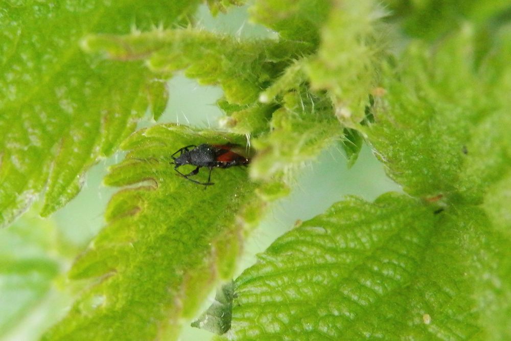 Lindenwanze (Oxycarenus lavaterae) - auch in Münster-Gievenbeck