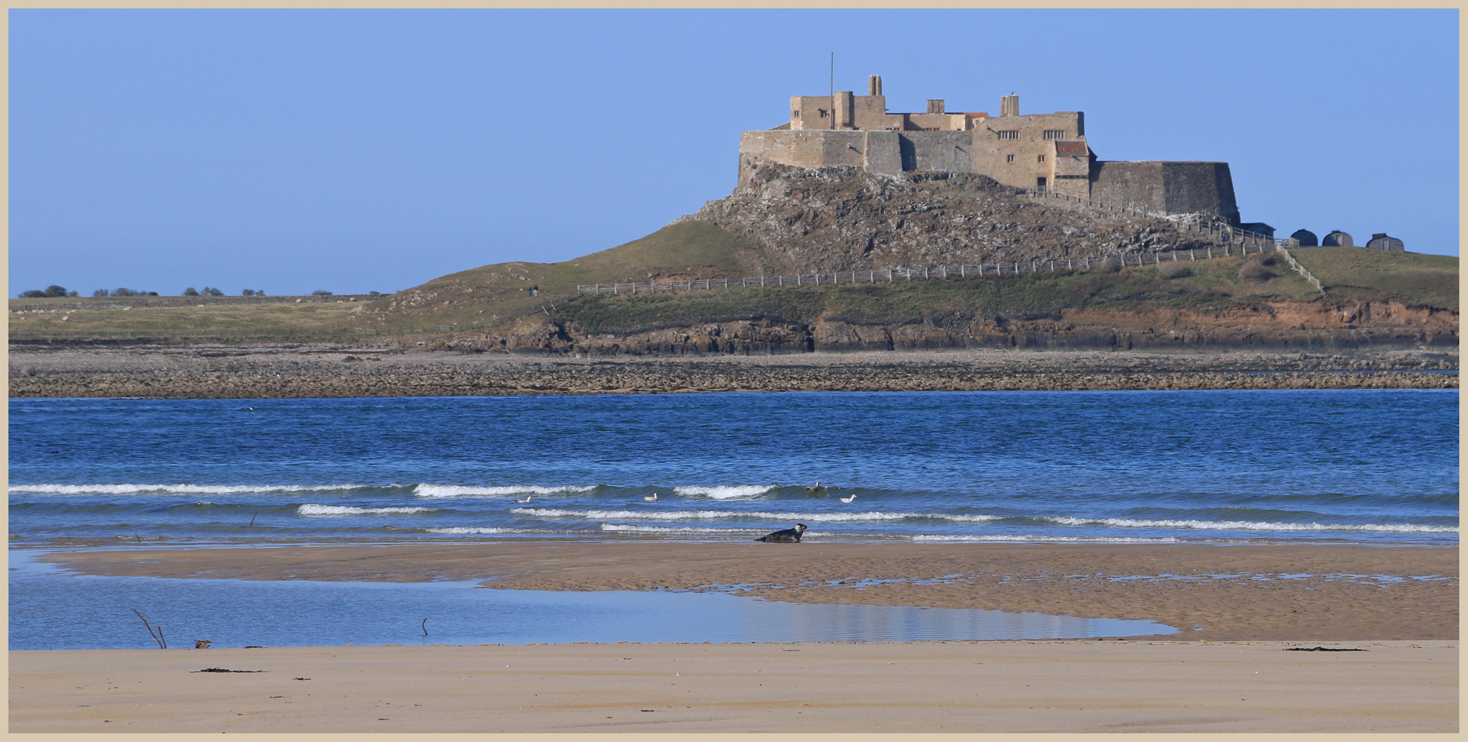 Lindisfarne castle with seal