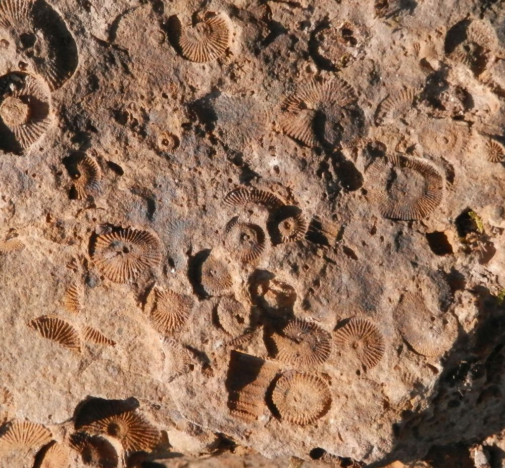 Lindlarer Grauwacke mit Seelilienstielgliedern (Ctenocrinus sp.)