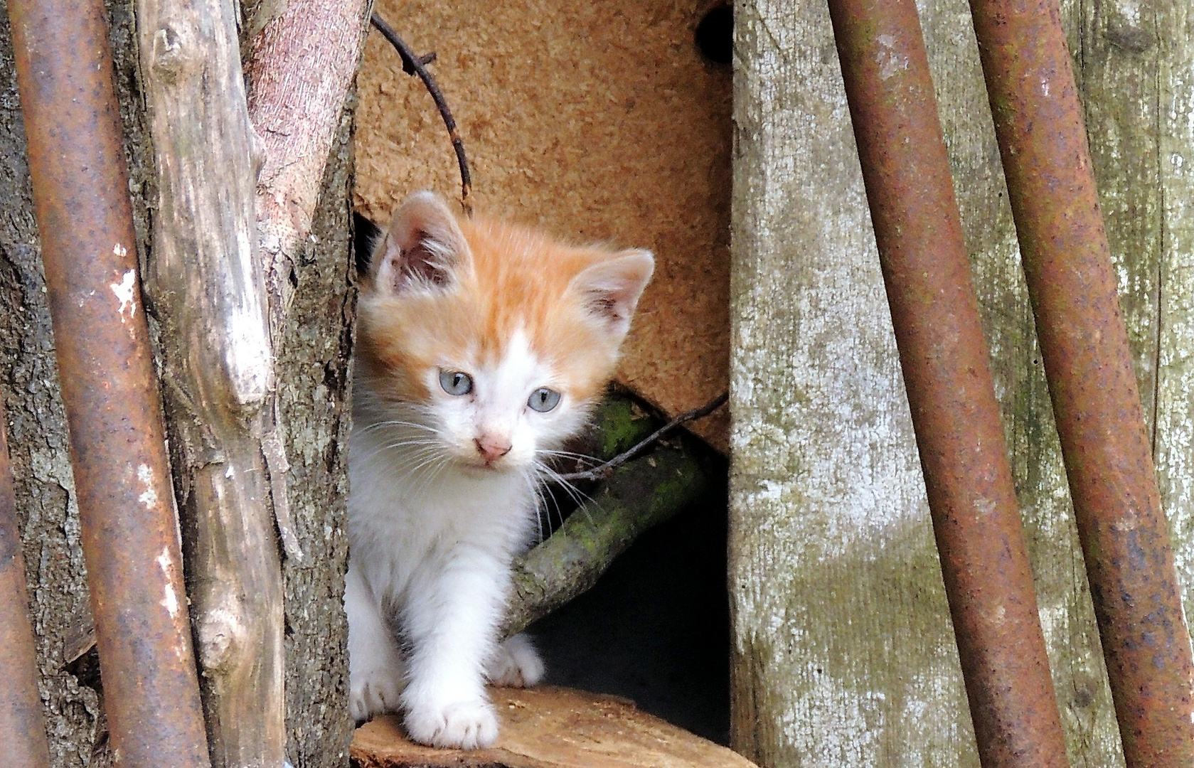 Lindo gatito