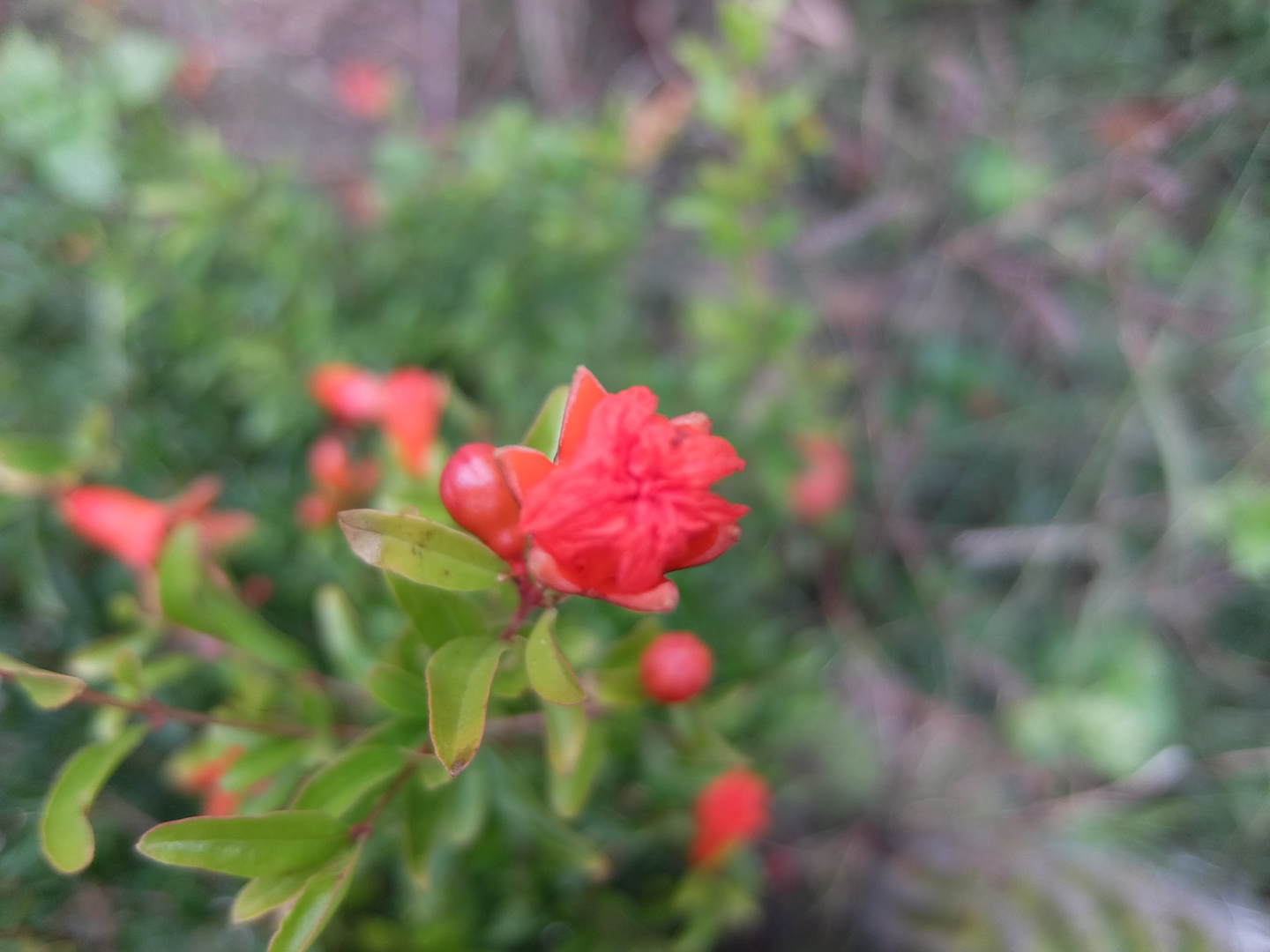 LINDO PIMPOLLO DE MI GRANADA