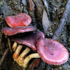 lindos hongos sobre tronco
