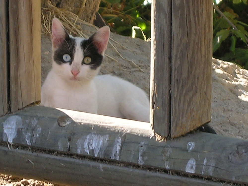 lindos ojos