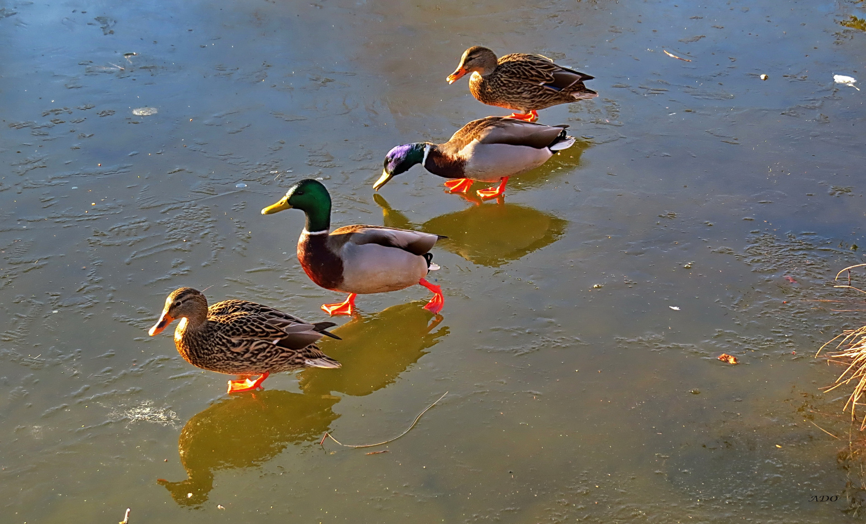 Line - Dance