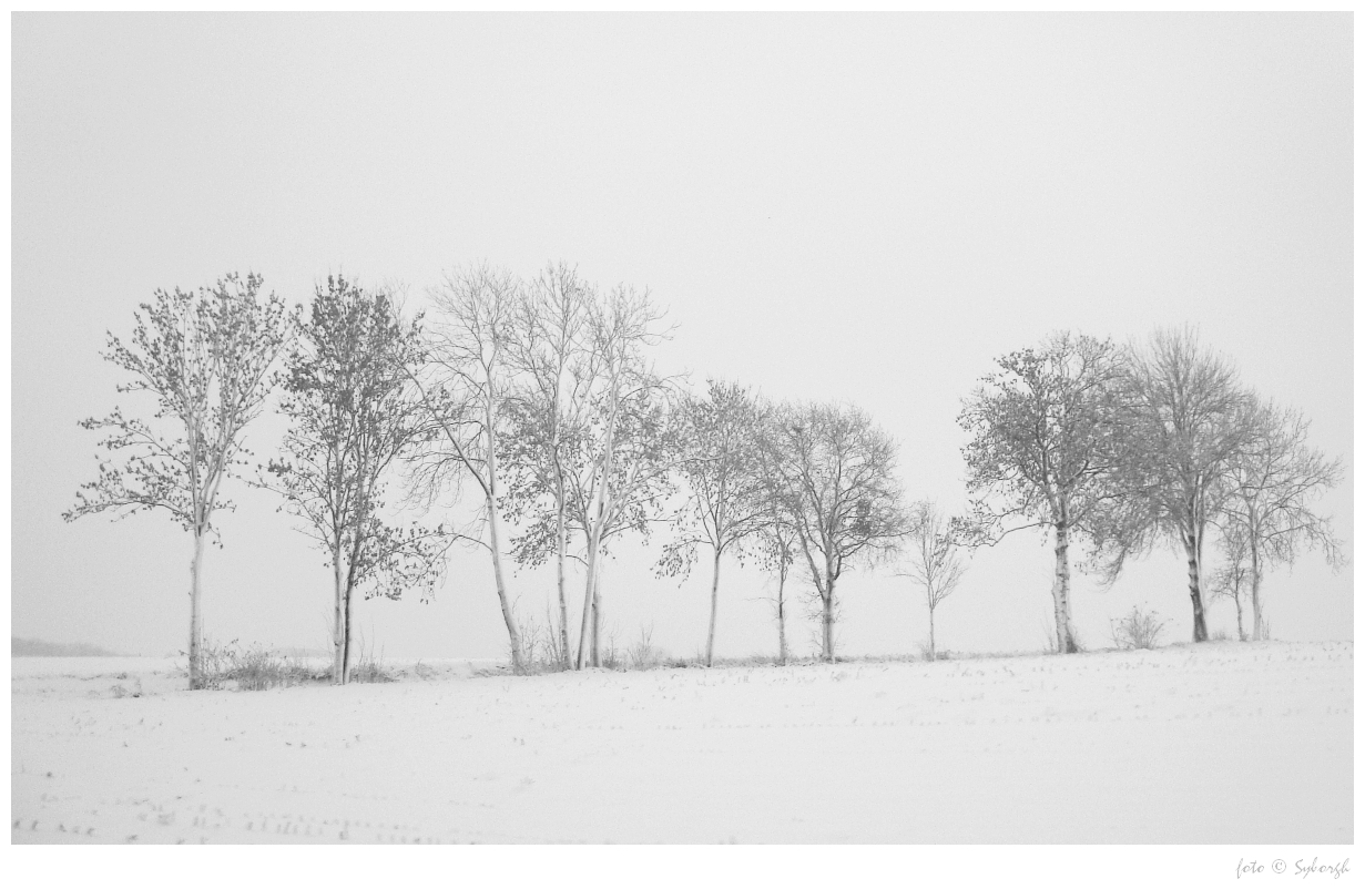 line of trees