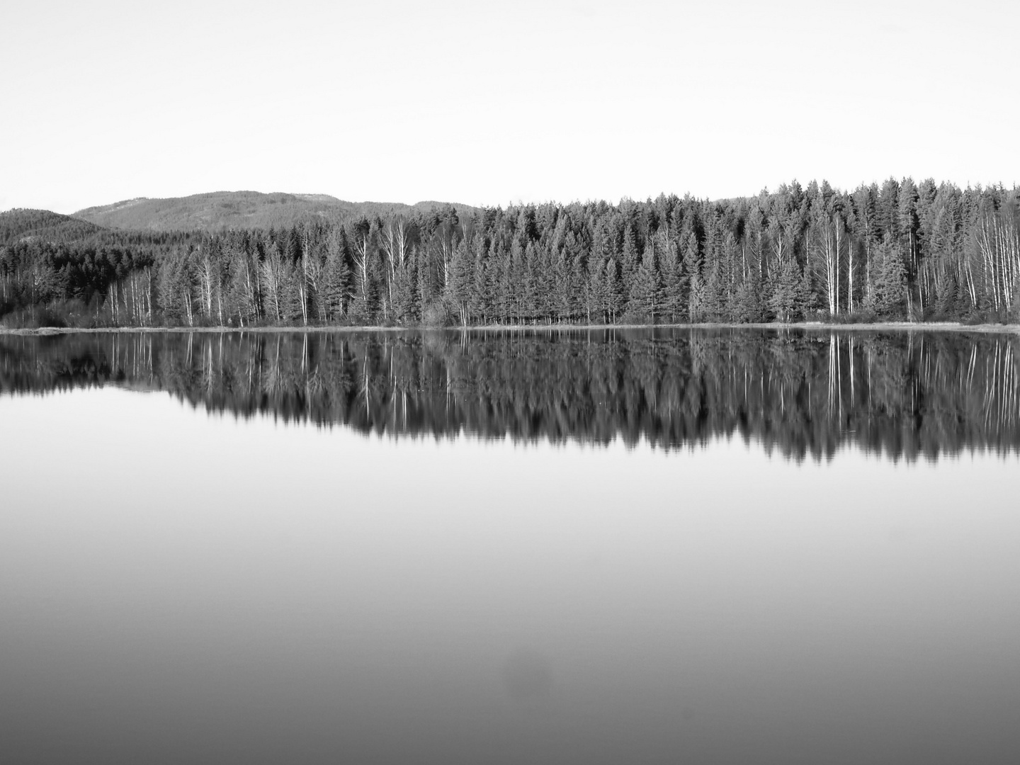 Line of Trees