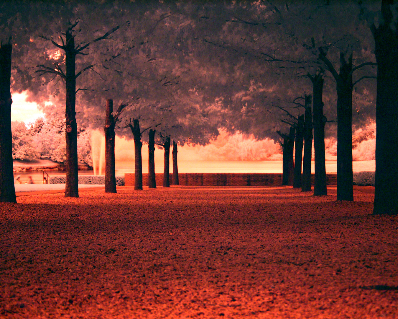 Line of Trees in red