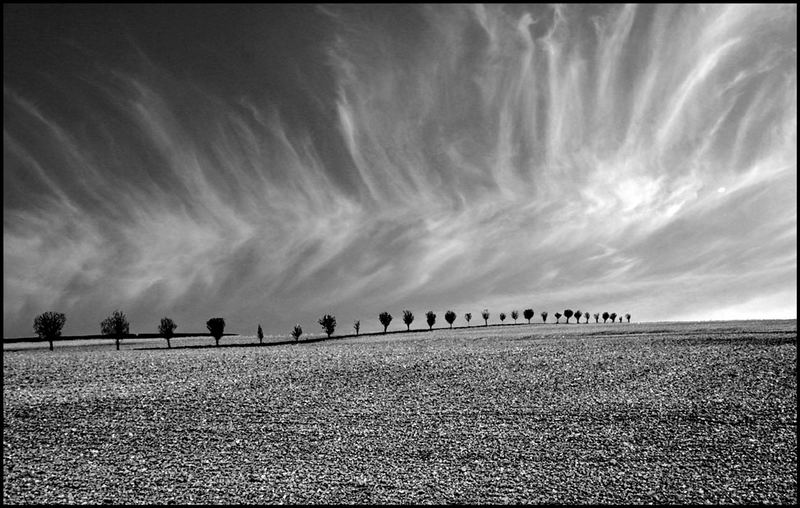 Line of trees Lincinshire