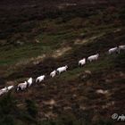 line up in the great outdoors